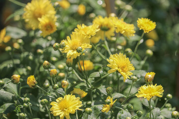 Blooming Yellow Chrysanthemum Flower Field.