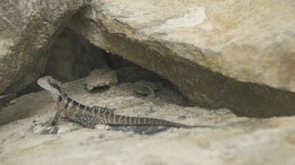close up of lizard on a rock