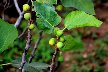 Fototapeta premium Close-up view of Fig fruits. Fig fruits field.