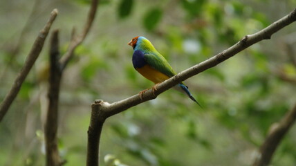 green winged macaw