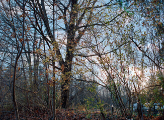 Fototapeta premium Golden Lit Trees