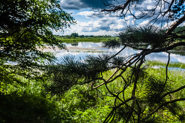 Pine branches and lake Glukhaya Yama near the Moscow. Spring landscape of russian nature