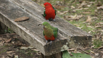 red and green parrot on a small branch