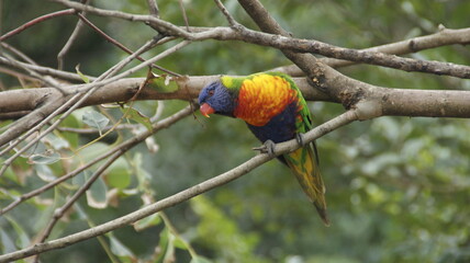 rainbow lorikeet parrot