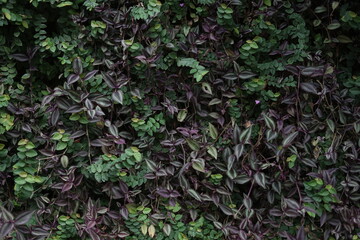 plants that are neatly planted on the wall and allowed to develop on the walls of the house add to the natural impression and cool impression. Feast the eyes of those who see it.