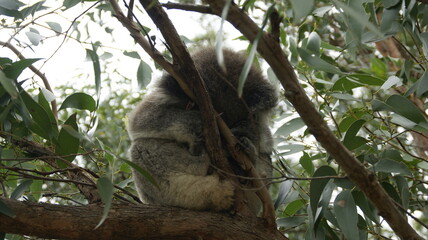 Fototapeta premium sleeping koala in tree