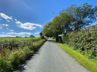 Looking up, Wescoe Hill Lane, with wild plants, trees, and fields, on a hot summers day in, Weeton, Harrogate, UK
