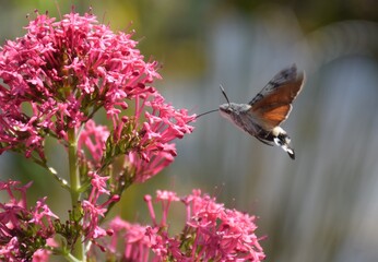 Das Taubenschwänzchen (Macroglossum stellatarum) ist eine Käferart, die auch manchmal mit einem Kolibri verwechselt wird.