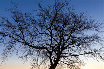 Rami di albero senza foglie in inverno al mattino presto. Cielo sereno senza nubi.