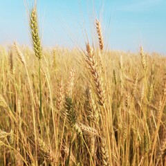 golden wheat field