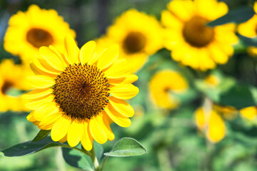 Fototapeta premium Beautiful sunflower in a garden.