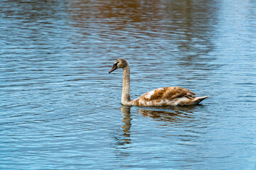 Teenage swan cyngus swimming on the lake young bird peacefully