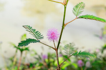 Mimosa pudica flower or sensitive plant, sleepy plant.