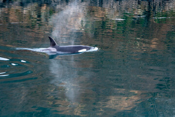 dolphin in the water