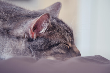 Portrait of a sleeping domestic cat with closed eyes, pet's head close-up
