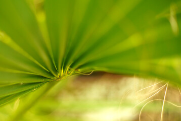 A soft, selective focus abstract image of a palmetto fan shot with a vintage analog camera lens...