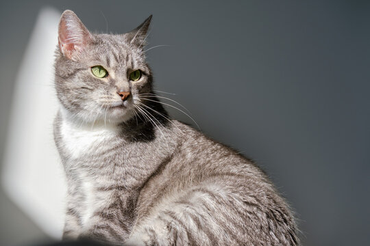 Grey cat portrait in the light of a window against a white wall, copy space