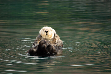 seal in water