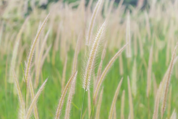 Fountain grass field blossom in nature.