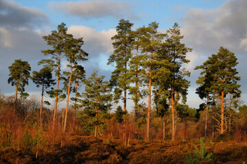 Obraz premium Beautiful winter evening light as the sunset over Blackheath Common in Surrey, UK