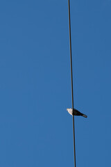 Obraz premium Power Line With Silver Pidgeon.