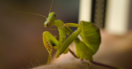 green mantis sitting on the hand