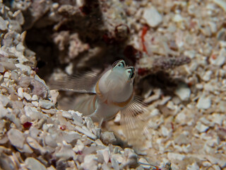 Steinitz Prawn-Goby (Amblyeleotris steinitzi)