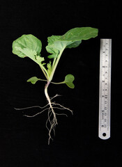 Young canola plant with taproot on black background with ruler.