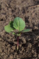 Canola seedling in the first leaf stage.