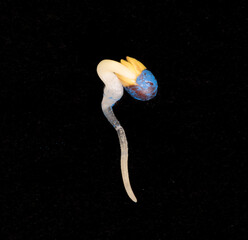 canola seed germinating - with treated seed coat