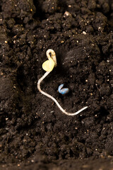 canola seed germinating - with treated seed coat