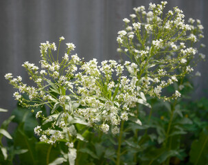 Close-up of white horseradish flowers in bright sunlight.