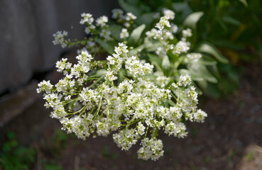 Close-up of white horseradish flowers in bright sunlight.