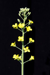 Canola raceme with flowers. Close-up on black surface.