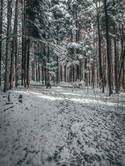 snow covered trees