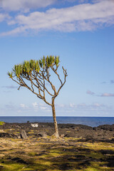 Fototapeta na wymiar Vacoa tree (common screwpine) in Cap Méchant on Reunion Island