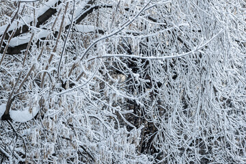 Winter landscape tree branches covered with frost