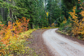 Mountain dirt road in the Autumn season with view of vine maple trees and evergreen forest.