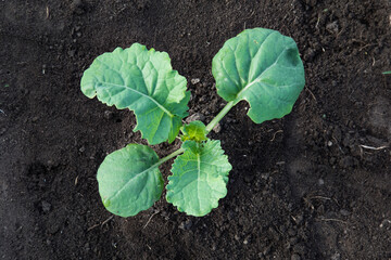 Canola in the early rosette stage in the field.