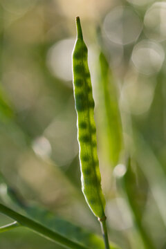 Canola closed green silique close up with seeds showing through translucent seed pod.