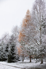 trees in snow, some tree still has yellow leaves under the snow, stand out from the crowd