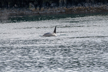 country goose swimming