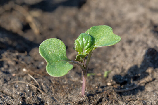 canola at cotyledon stage in the field.
