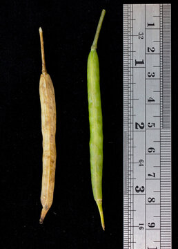 Canola - closed mature and green siliques on black background with ruler.