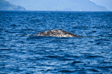 Fototapeta premium humpback tail