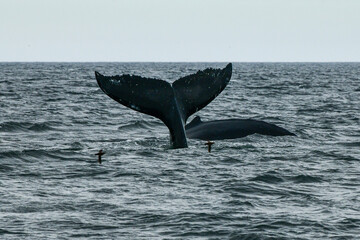 Fototapeta premium humpback whale tail