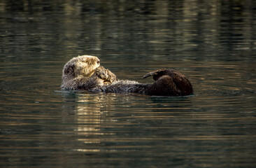 Fototapeta premium swimming