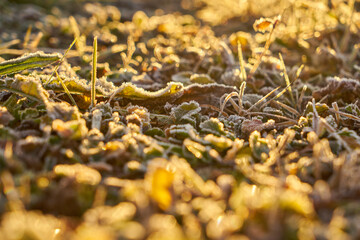 Carpet of Leaves in the Garden