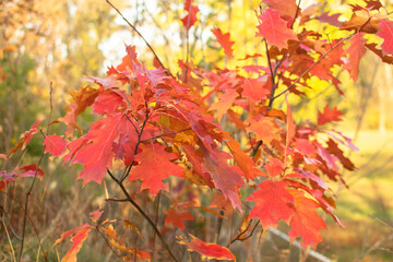 
Autumn red leaves of a young oak on a natural background.