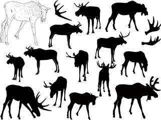 fourteen deer silhouettes on white